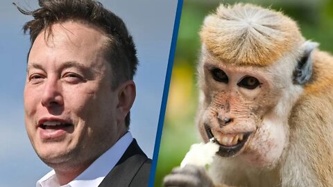 Elon Musk Neuralink wires up monkey to play video games