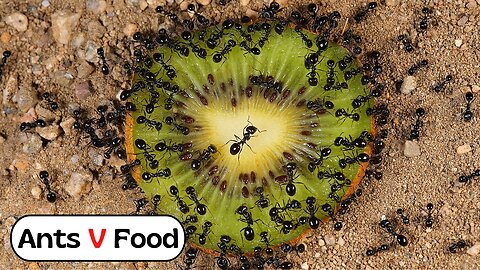 Ant Colony vs Kiwi Fruit Time Lapse 4k