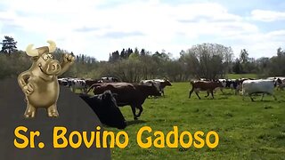 E o prêmio Sr. Bovino Gadoso de setembro de 2019 vai para... | P. Bovino Gadoso - 28/09/19 | ANCAPSU