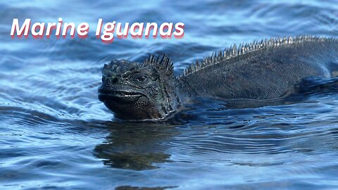 Exploring the Marine Iguanas on Galápagos Islands