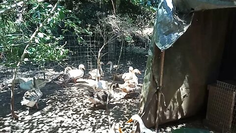 Geese standing around after being in the pond 17th September 2021