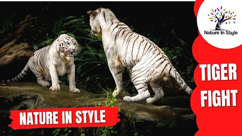 Tiger Fight Normal Nature | Nature In Style