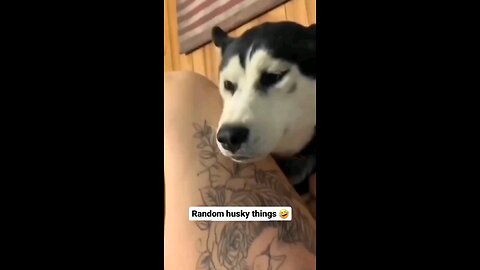 Funny animal 😄 (Husky) videos