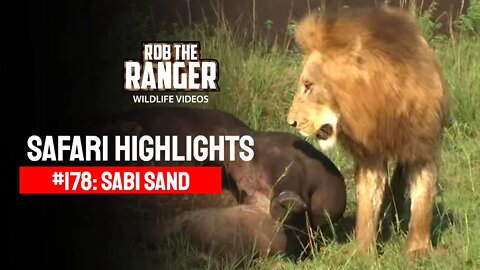Safari Highlights #178: 03 - 06 December 2012 | Sabi Sand Nature Reserve | Latest Wildlife Sightings