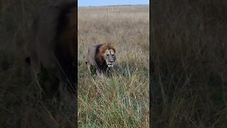 Lion Strolling Through Grass #Wildlife | #ShortsAfrica | HolidaysWithShorts