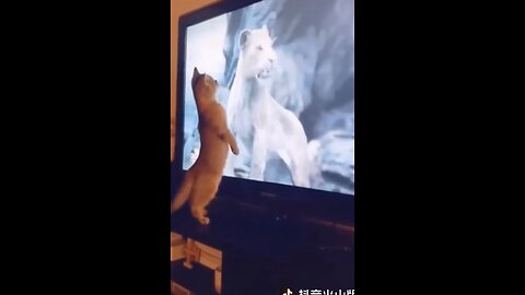 To much funny videos 🤣😂 funny animals