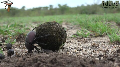 Dung Beetle At Work