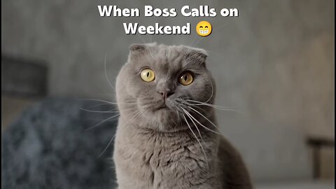 When Boss Calls on Weekend 😁