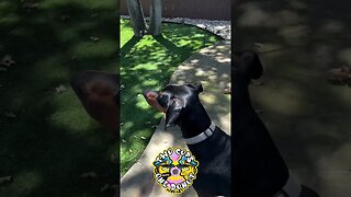 Police dog has no instincts #police #therapydog #funny #fyp #shorts #squirrel #viral