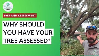 3 Reasons Why You Should Get a PROFESSIONAL Tree Assessment