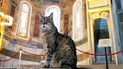 INCREDIBLE a Lovely Cat enters to the Mosque and climbs on the shoulder of the imam