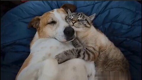 CATS AND DOGS Awesome Friendship