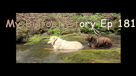 My Bigfoot Story Ep. 181 - May Trail Cams & Bush Walk