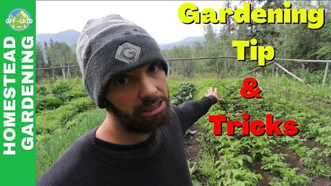 Early Summer Garden Tips and Tour - What to do in your garden now