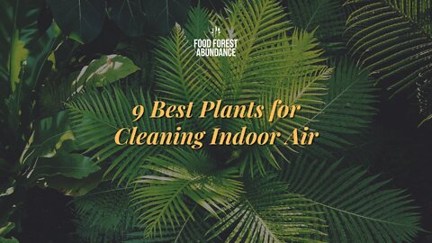 9 Best Plants for Cleaning Indoor Air