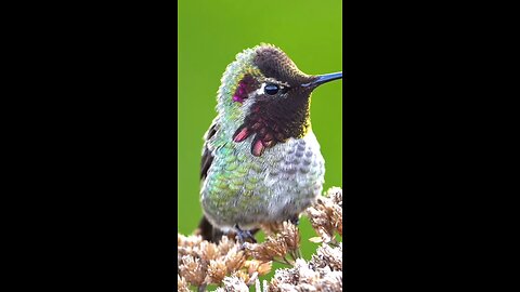 beautiful humming Bird