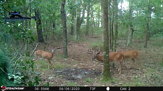 3 whitetail bucks and a doe