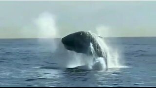 Breaching Sperm Whales