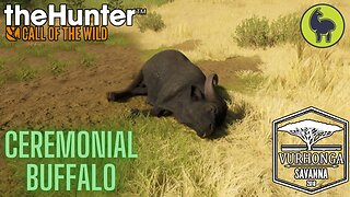 Ceremonial Buffalo, Vurhonga Savanna | theHunter: Call of the Wild (PS5 4K)