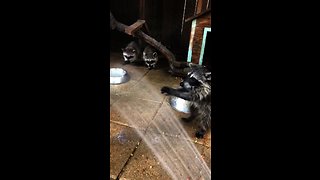 Orphaned baby raccoons love playing with water hose
