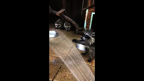 Orphaned baby raccoons love playing with water hose