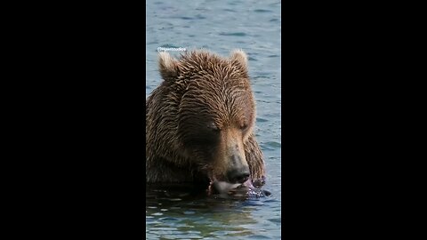 The bear, preparing to hibernate, eats its last meals