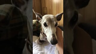 Ash the whippet sits on bird's bed