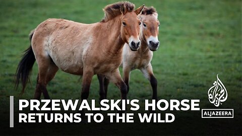 Przewalski's horse: Subspecies returned to wilds after near extinction