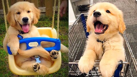 Funny dogs and puppies/ funny animals 😂