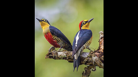 The most beautiful birds Beautiful Golden Pheasants and Wading Birds