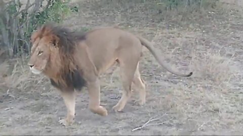 Big Lion, Maridadi, Streamed Live From Safari In The Maasai Mara, Kenya | Zebra Plains