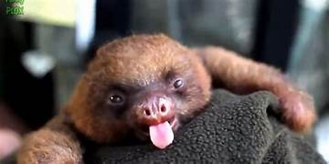 Watching cute baby sloths behave adorably can help relieve stress | #Eps 3