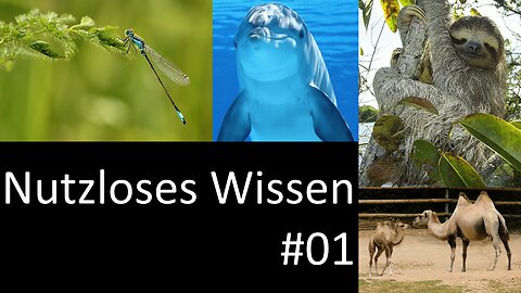 Nutzloses Wissen für Zwischendurch - 01