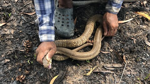 Cobra Catching TV: Dig a cave to catch a Snake Episode 15| How to catch a india cobra