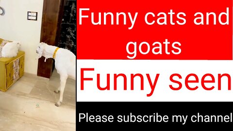 Funny cats and goats