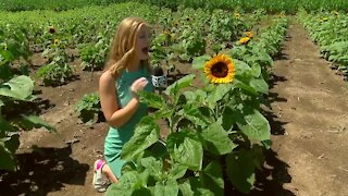 Sunflowers of Sanborn officially opens for the season