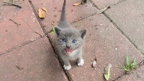 Stray kittens invaded my backyard