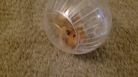 Hamster rolling in his hamster ball