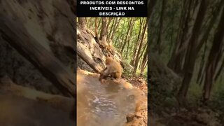 o macaquinho não gostou muito do banho 😂😂😂