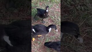 Feeding the ducks at the park