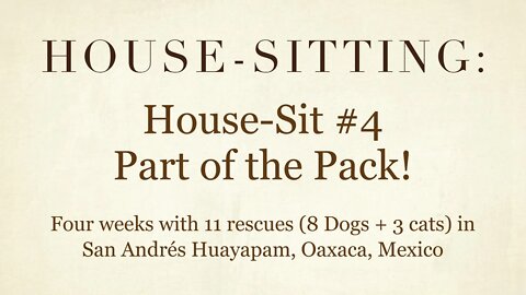 House-Sitting » House-Sit #4 » Part of the Pack! » San Andrés Huayapam, Oaxaca, Mexico