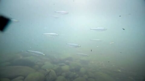 View of Underwater fish in river