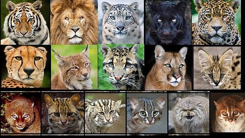 All types of cats from small to big 🦁🐈‍⬛🐈😺🐯🐆🐅