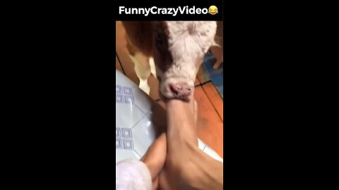 Mr FunnyCrazyVideo😂 Just Incredible Video Funny and Crazy #Like Follow for Follow 🥰