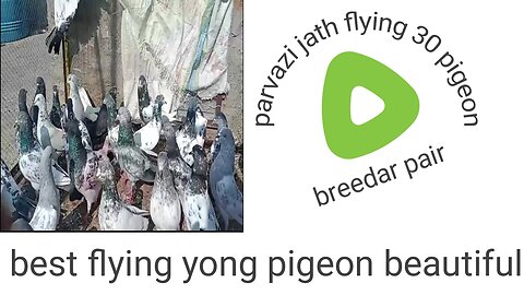 Beautiful parvazi pigeon breeder pair best flying
