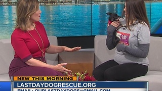 Pet of the Week: Martha the Chihuahua from Last Day Dog Rescue