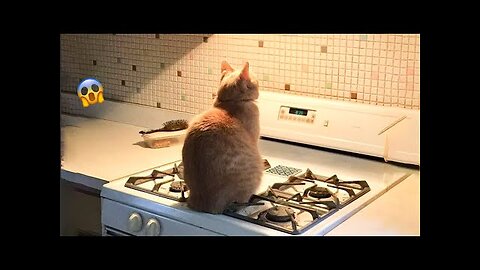 😂YOU LAUGH YOU LOSE! 😹Funny Moments Of Cats Videos Compilation - Funny Cats Life