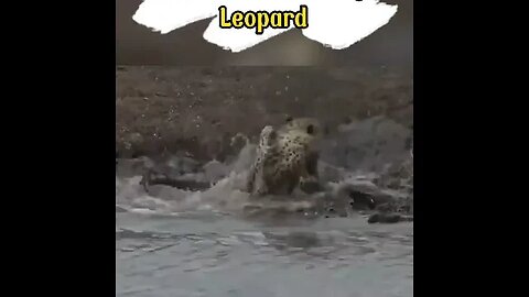 Crocodile attacking leopard #shorts