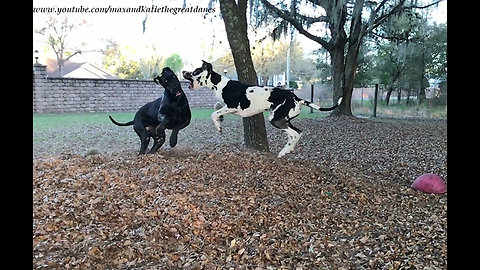 Amazing Slow Motion Pouncing and Bouncing Great Danes
