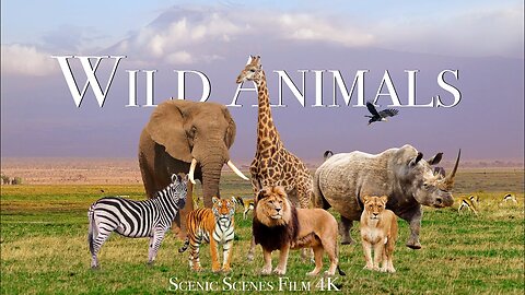 Amazing Scene of Wild Animals - Scenic Relaxation Film